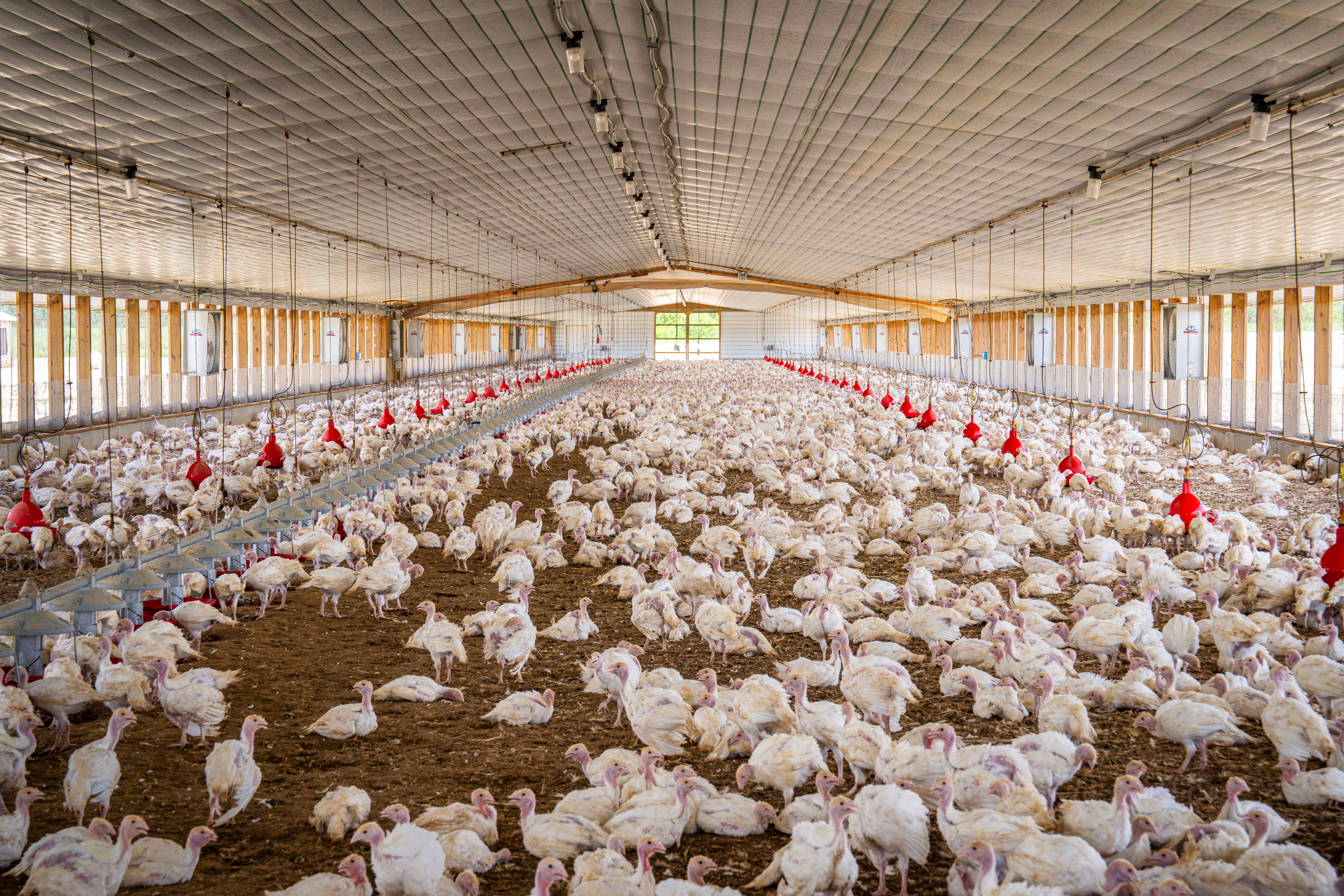 Poultry Management