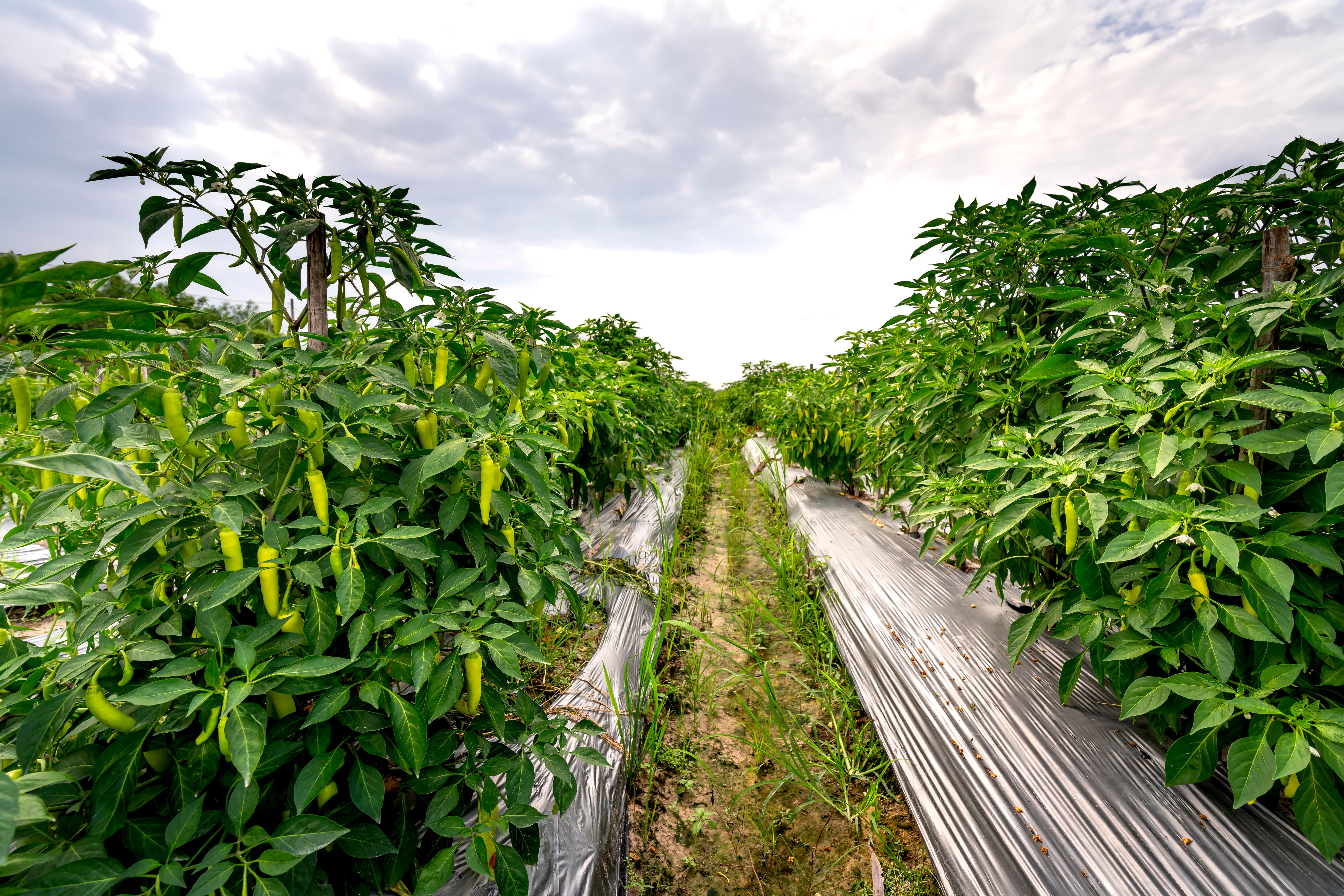 Agriculture